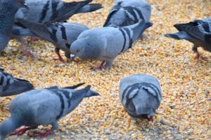 Des miettes aux pigeons